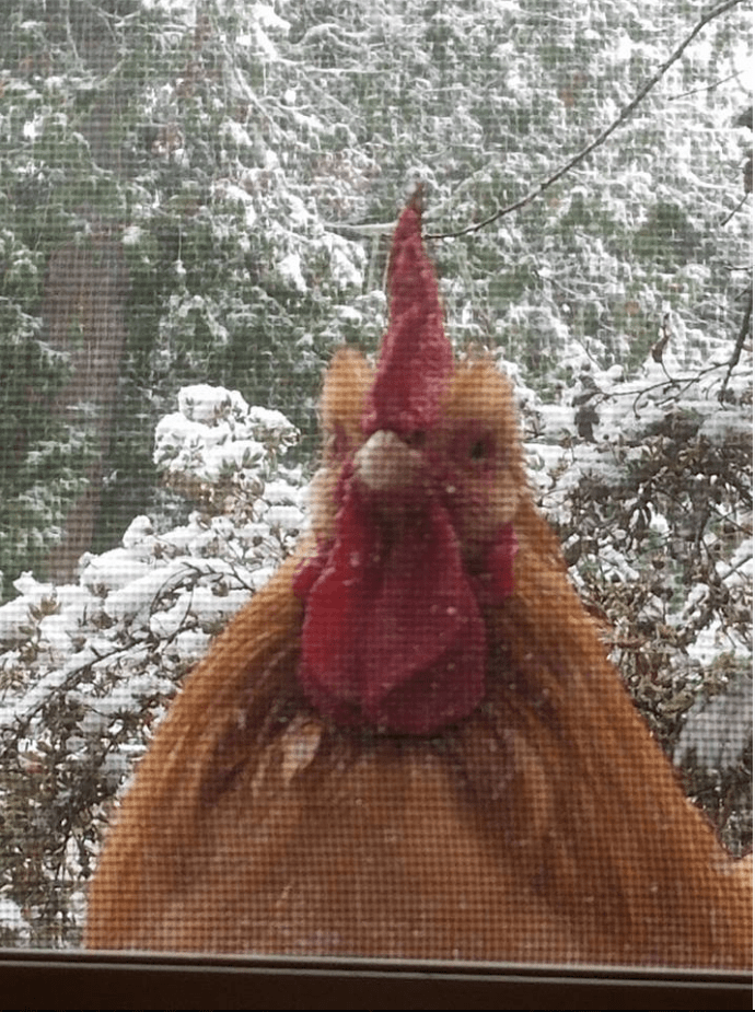 rooster.PNG